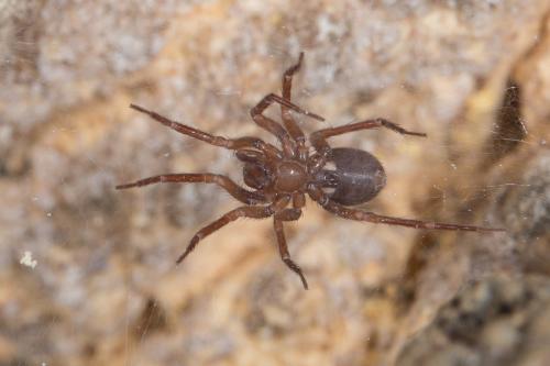 Chorizomma subterraneum